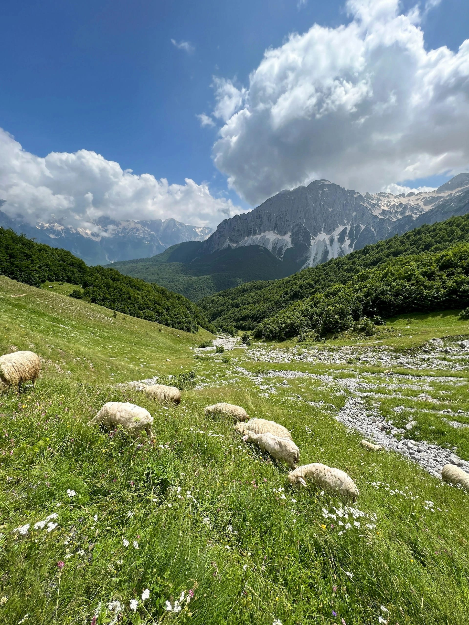 Life as a Shepherd in Albania